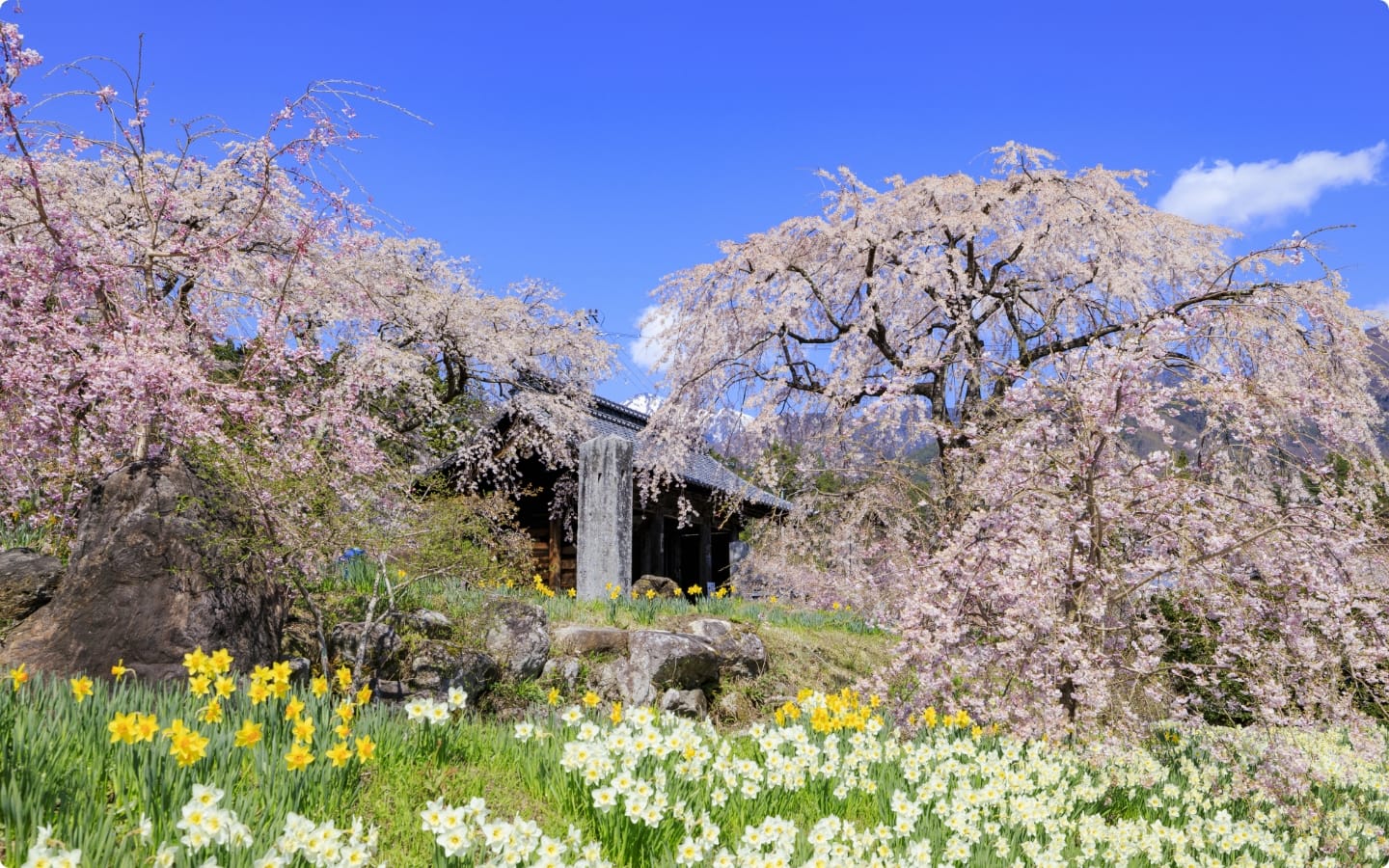 春の駒ヶ根