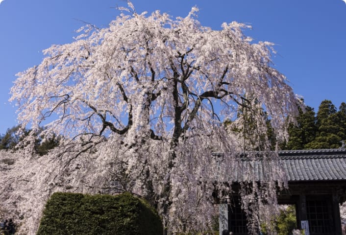 ①花ざかりの南信州へ！