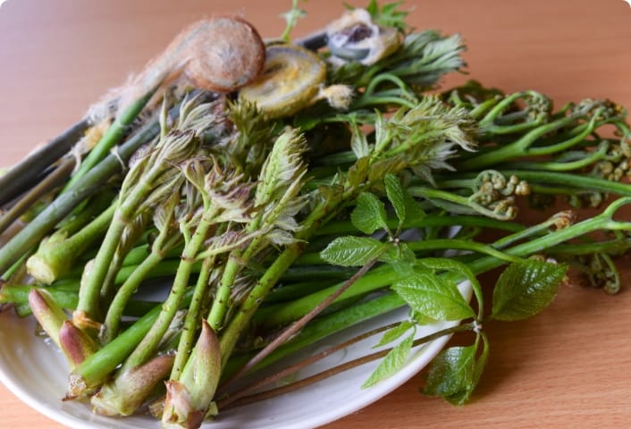 ③ 春の味覚はなんといっても山菜