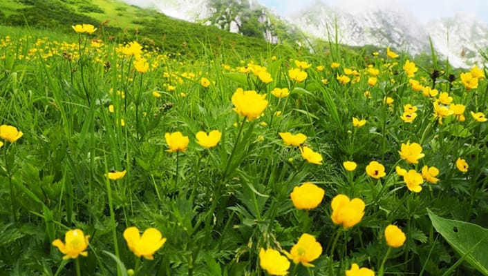 高山植物