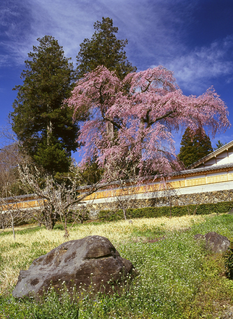 入選