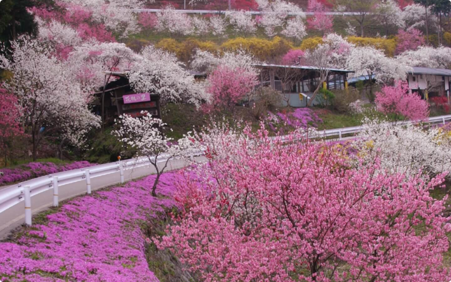 春の駒ヶ根