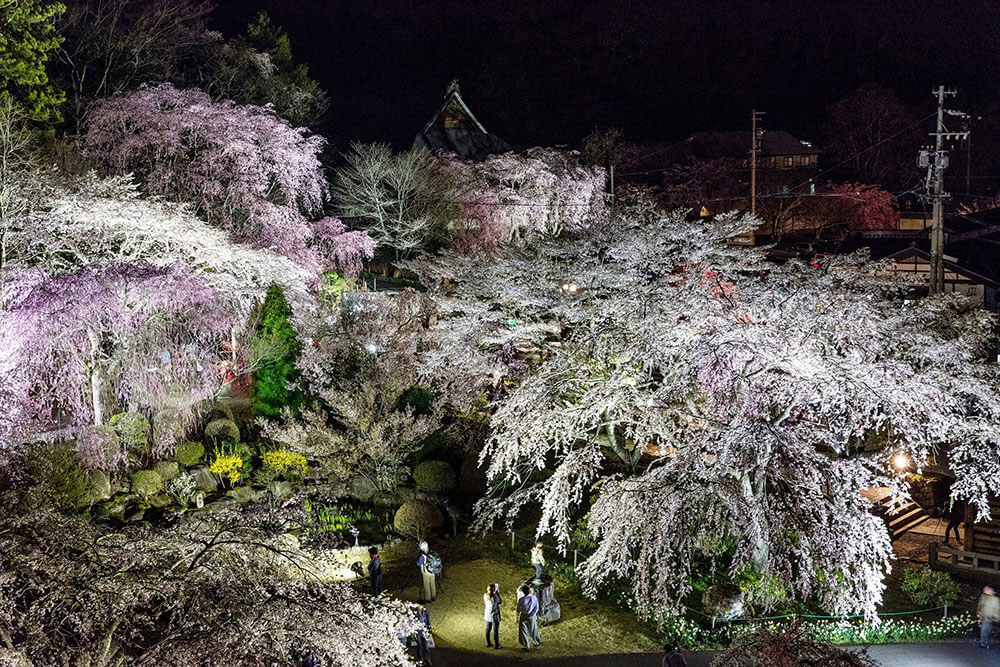 光前寺しだれ桜ライトアップ