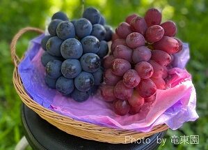 くだもの・野菜・山菜